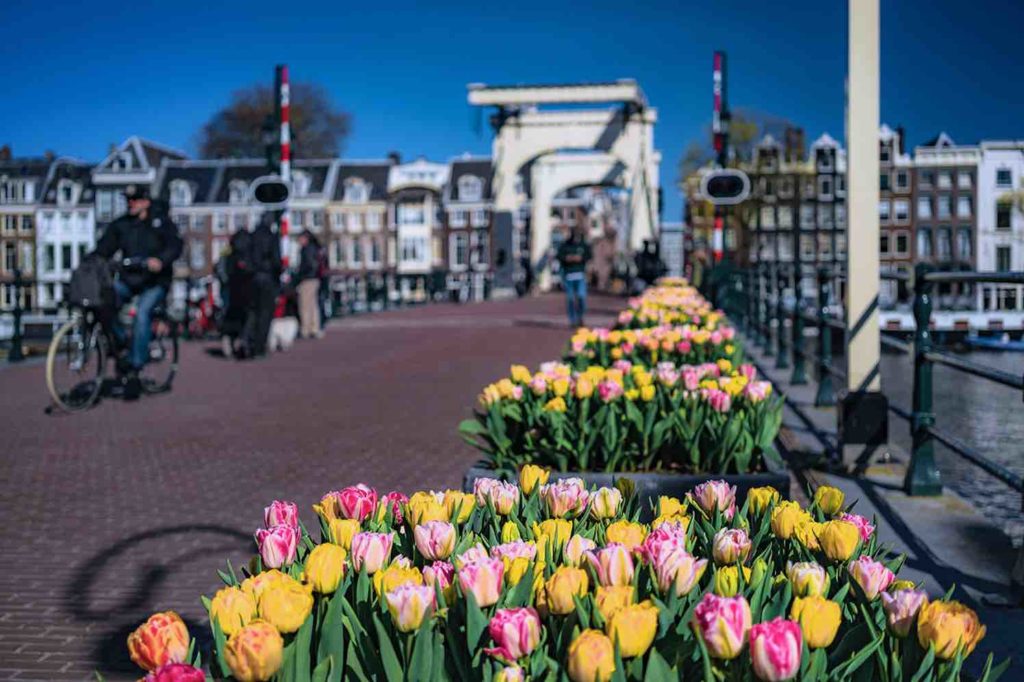 tulpen over de amstel in amsterdam